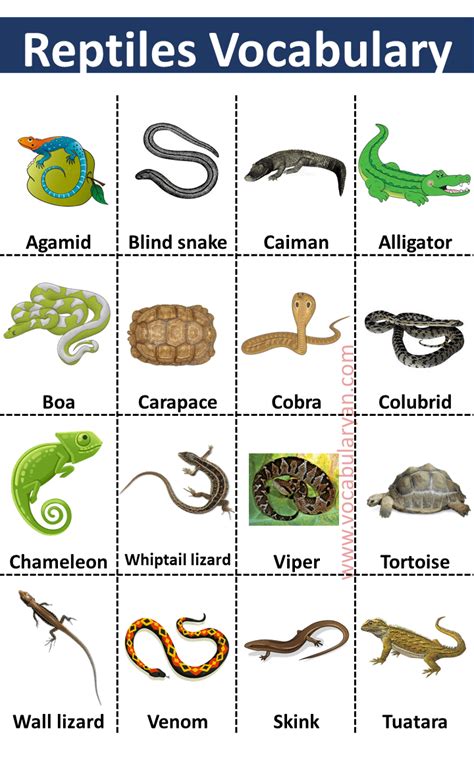 10 examples of reptiles.